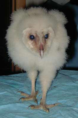 "Wiggy" a baby barn owl