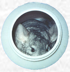 Furby in the dustbath