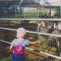 feeding grass to the zebras